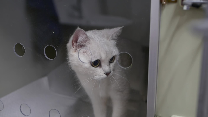 A sick white cat in a glass box cage is preparing for an operation at a veterinary clinic. Aviary at the veterinary hospital. A cat in a cage in a veterinary clinic before sterilization. close-up | Shutterstock HD Video #1075335836