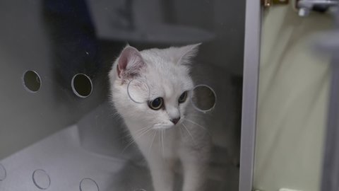 A sick white cat in a glass box cage is preparing for an operation at a veterinary clinic. Aviary at the veterinary hospital. A cat in a cage in a veterinary clinic before sterilization. close-up