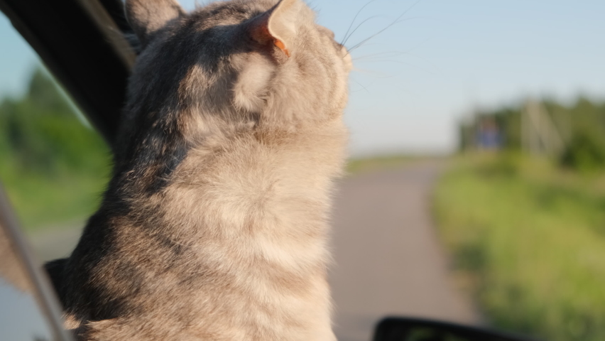 A curious cat looks out of the car window at nature.