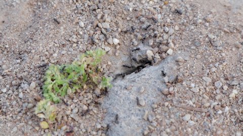 Black Ant colony working hard on the ground. Macro view of Working ants raises stones from the underground