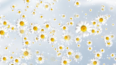 Beautiful falling chamomile flower And white dot particles glowing with light sky blur background. Digital Art. Computer animation. Modern background. motion design. Loopable. LED. HD