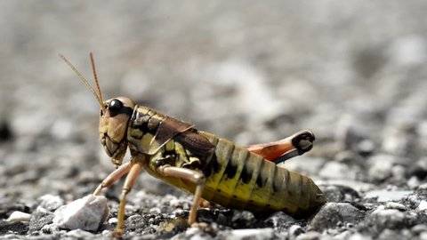 a beautiful grasshopper while resting on a mountain road
