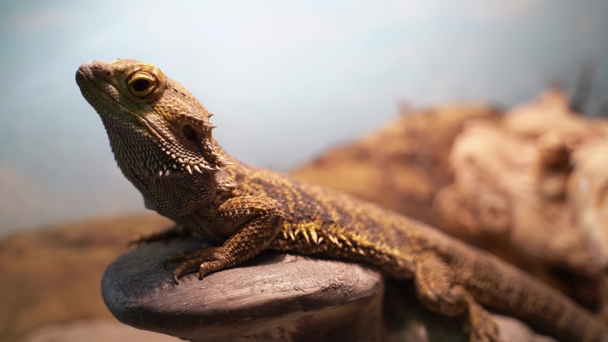 Pogona Vitticeps or Bearded Dragon, close-up shot. A large lizard sits and listening carefully Royalty-Free Stock Footage #1075344890