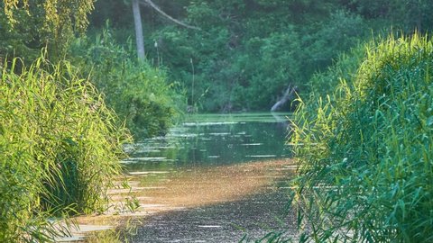 Mosquitoes swirl over the water. The small Quiet River is overgrown with mud. The banks are overgrown with dense tall green reeds.