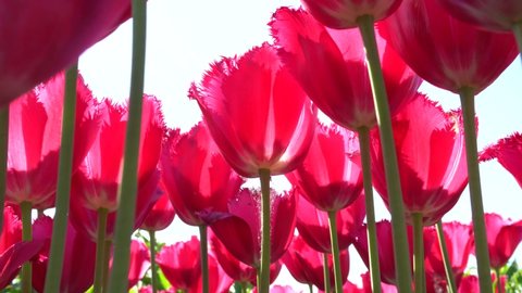 Blooming bright pink tulip flowers growing on a flower bed sway in a light wind against the sky on a sunny day