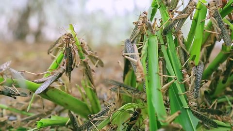 A large number of locusts are destroying green farmland.