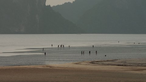 Local Thai fishermen and families collect crabs and conch shells on the golden sand beach at low tide at dusk in front of massive limestone karst formations. Trang, Thailand