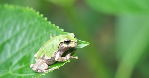 Small green tree frog (Japanese tree frog) on  the leaf in the forest ,closeup shot