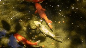 Video slow motion of Colorful fancy carp fish or koi fish are swimming. Koi Fish swimming in the pond. Top view and zoom in for close up. Water is clear black and reflection of light.