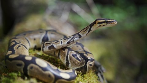 Long adult boa constrictor in the grass with his head raised. Snake close-up.