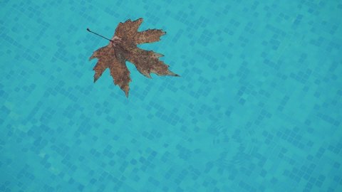 Lonely fallen maple leaf slowly float in swimming pool clean blue water while rain drops falling down creating rings on the water. Autumn maple dry leaf in the water surface outside