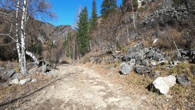 Video of driving along muddy mountain road along Altai river Kumir in Autumn.  Birch and Larch forest under blue sky. Altai, Siberia, Russia.
