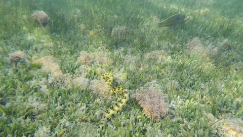 Moray eel hunts among algae in shallow water. Snowflake moray or Starry moray ell (Echidna nebulosa) 
