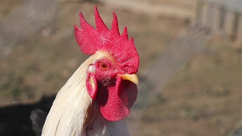 Close-up of white rooster head with white feathers and beautiful red cockscomb