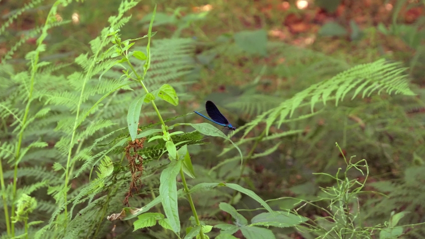 A blue Zygoptera on a plant in the wind