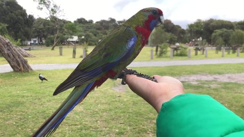 Rosella parrot feeding from hand.