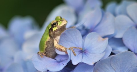 Japanese tree frog rest on the hydrangea flower ,closeup shot