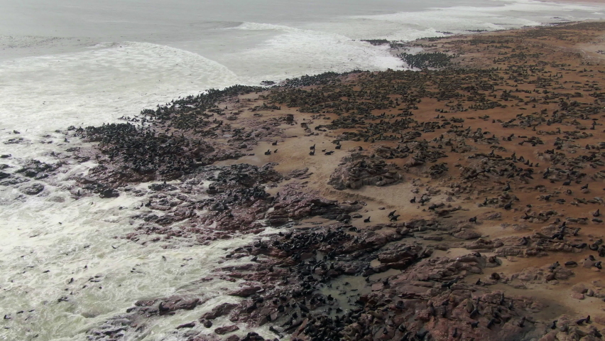Aerial view of thousands of seals at Cape Cross Seal Reserve on the Skeleton Coast in Namibia. Cape Cross is home to one of the largest colonies of Cape fur seals in the world. Royalty-Free Stock Footage #1075375076