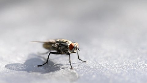 Housefly on a dusty glass cleaning itself.