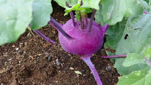 Kohlrabi cabbage in the garden bed. Farming, vegetarianism and healthy food concept. Dolly Shot