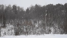 Heavy snow during blizzard in forest. Cloudy sky. Snow storm background. Selective focus. 4K resolution video. Weather forecast theme.
