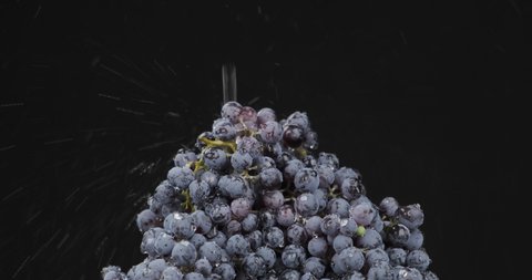 Stream of water falling on a pile of bunch of grapes. Fall of water, splash and drops of water on a black background. Isolated on black