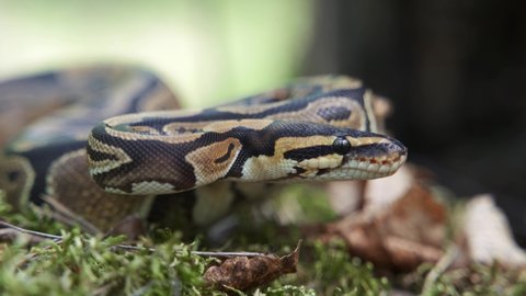 The boa constrictor slowly raises its head in close-up. The snake lies in the grass.