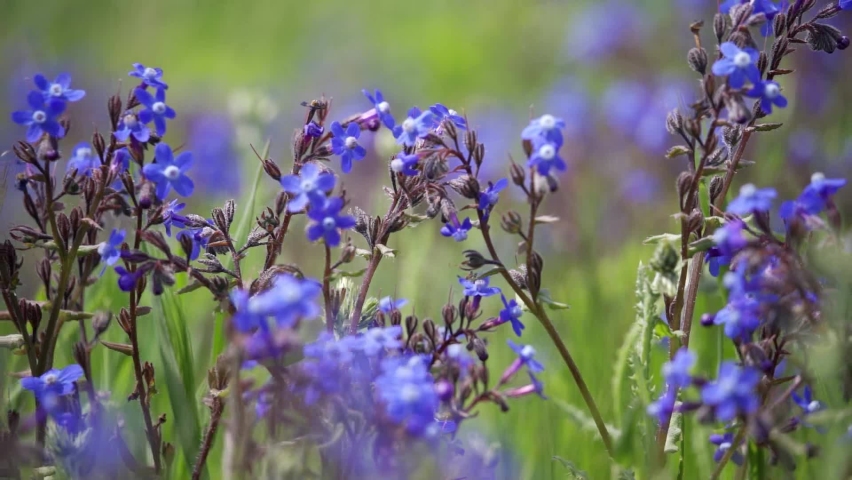 Blue wildflowers close up. The wind flutters fragrant flowers. | Shutterstock HD Video #1075382918