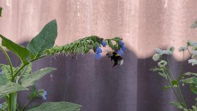 background video how a bee collects nectar (honey) from a flower and pollinates it
