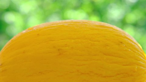 beautiful ripe yellow melon in splashes of water on a natural green background, the concept of seasonal fruits, fruits, freshness in hot summer, thirst quenching