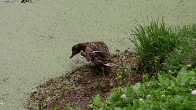 A duck sits on the shore of a blooming pond.