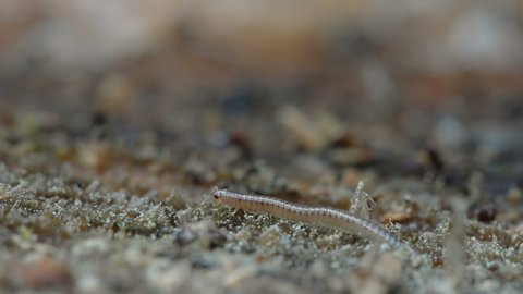 A close-up look of the tiny millipede slowly crawling on the woods in Estonia