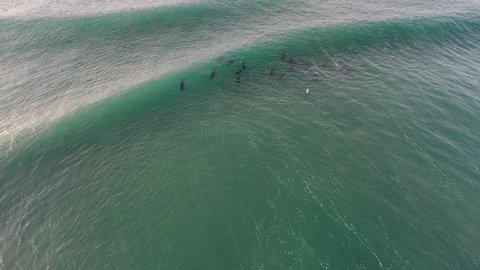 Sardine Run South Africa Stock Video Footage 4k And Hd Video Clips Shutterstock