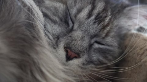 A close up of sleeping cat face head Gray maine coon mainecoon head face. white mustache. Closed eyes. Macro High quality 4k footage. close up view macro closeup