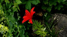 Vertical video of red lily growing in the outdoor garden.