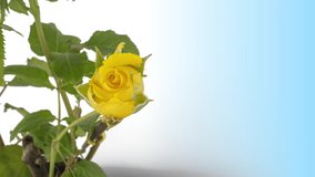 Beautiful opening yellow rose on black background. Petals of Blooming yellow rose flower open, time lapse, close-up. Holiday, love, birthday design backdrop.4K UHD video timelapse.
