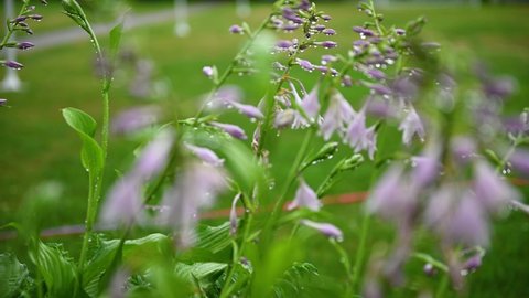 beautiful purple bellflower flowers in summer with raindrops on green grass background. High quality 4k footage