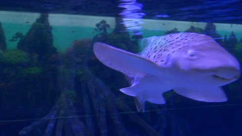 Ungraded: Many exotic fish including a Zebra shark swim in the aquarium of the zoo. 