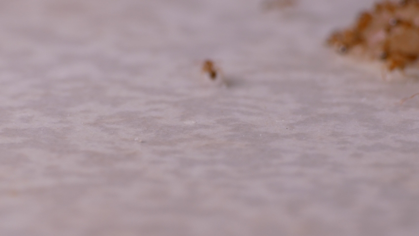 Ungraded: Home pests Pharaoh ants run along the path on the kitchen table. Ungraded H.264 from camera without re-encoding.