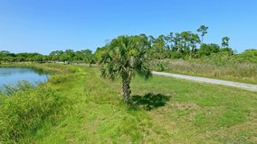 Drone taking a parallax shot of a palm tree. 4k aerial video rotating around tree as focus point on tree in beautiful sunny day. Aerial view on beautiful landscape with trees, field and lake