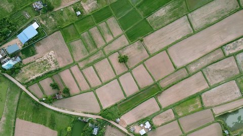 High aerial scenery view of green rice fields nature and village. Nature drone fly.