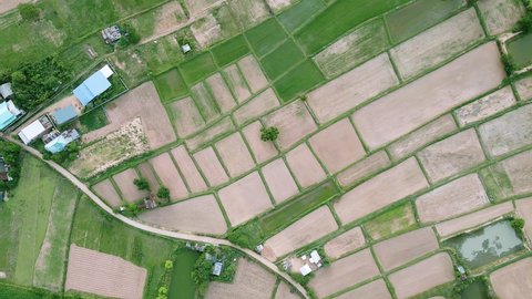 Aerial view of scenery green rice fields nature and village. Nature drone fly.