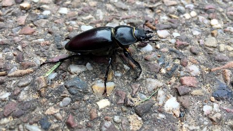 Female stag beetle walking on path in park in London