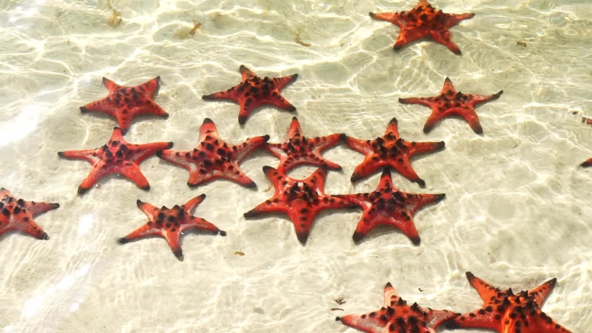 Beautiful starfish under the sparkling sea water, starfish are echinoderms of the class Asteroidea that appear on tropical beaches and have a lifespan of about 10 years