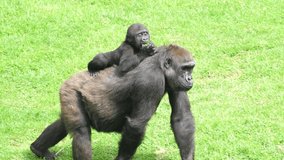 Slow motion of mother gorilla carrying her son across a grassy area - Powered by Shutterstock - Get 15% off with code: PIKWIZARD15