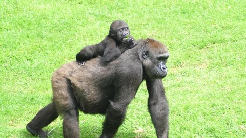 Slow motion of mother gorilla carrying her son across a grassy area
