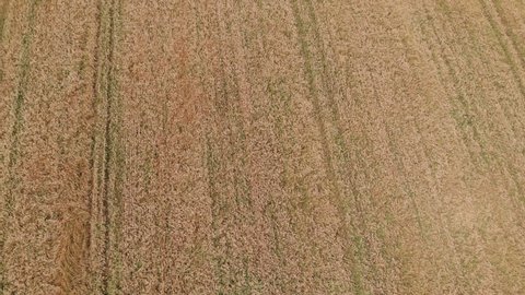 Wheat field, farm field with wheat. Drone view 