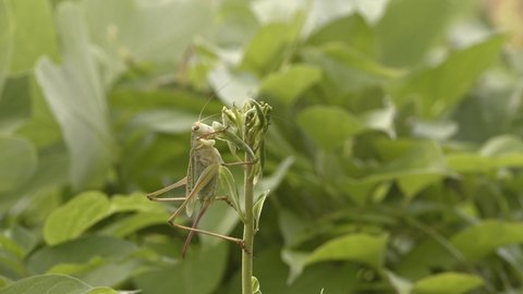 Japanese katydid feeding on new sprouts 