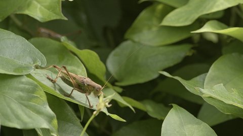 Japanese Katydid resting on a leaf and chirping.