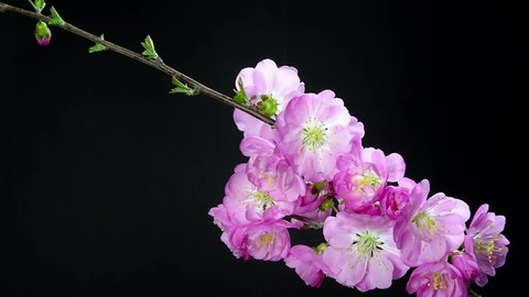 The blooming process of pink plum blossoms, time-lapse of blooming flower, black background